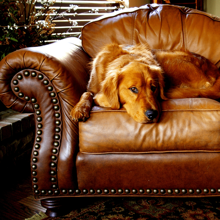 Leather Furniture Cleaning Glasgow, How To Fix Scratches On Leather Couch From Dog